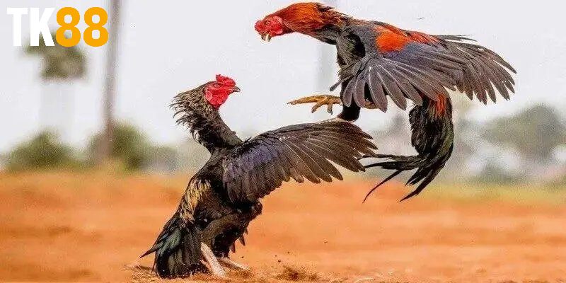 Cách để tham gia các kèo chuẩn xác với sảnh Đá Gà SV388