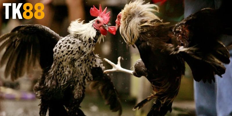 Tham gia Đá Gà SV388 tại TK88 ngay hôm nay